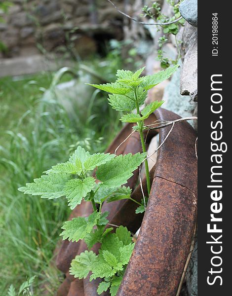 Wild nettle grown through an old rusty wheel on blury background of courtyard. Wild nettle grown through an old rusty wheel on blury background of courtyard