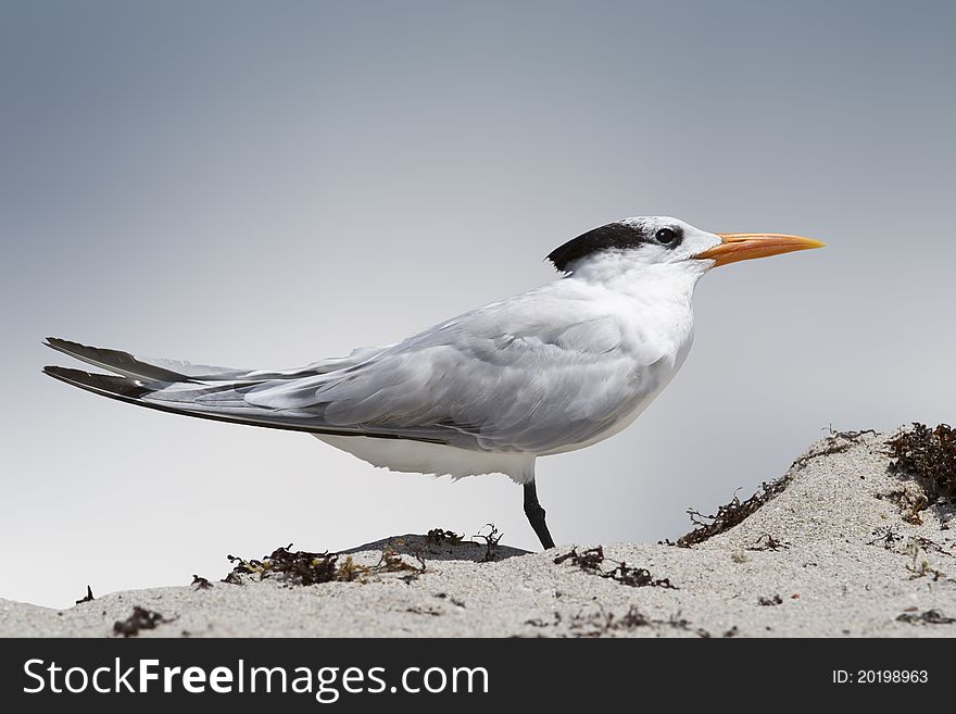 Isolated tern stands in the beach sand. Isolated tern stands in the beach sand