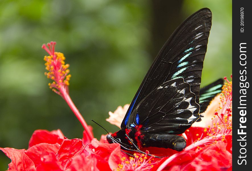 A dead butterfly laying on hibiscus flower. A dead butterfly laying on hibiscus flower