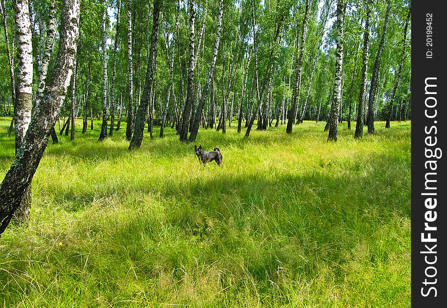 A dog walks into a birch forest. These dogs are good to help in the hunt. A dog walks into a birch forest. These dogs are good to help in the hunt.
