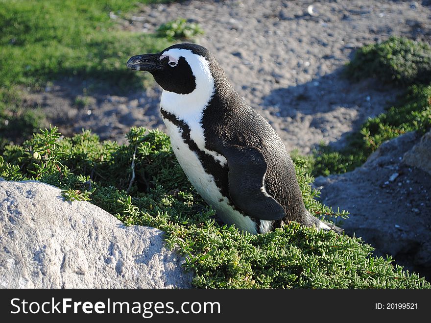 An African Penguin in a relaxed stance