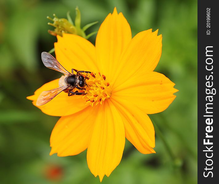 Image of Bee on orange flower