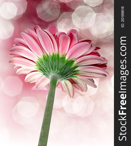 Gerbera photographed from below with a beautiful background