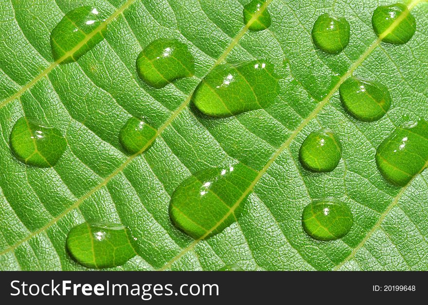 Details of large drops on green leaf. Details of large drops on green leaf