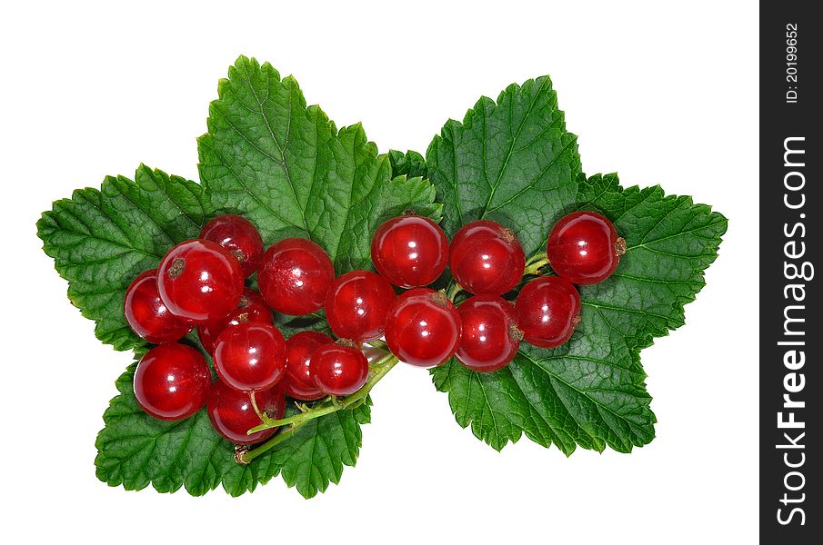 Red Currant close up on leaves