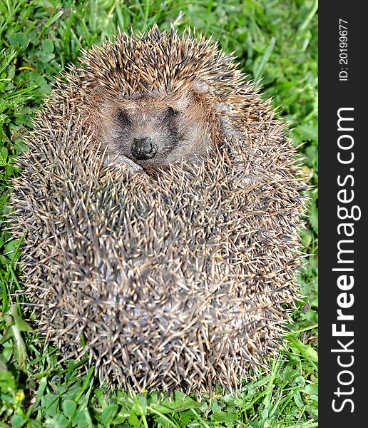 Hedgehog - small animal with spikes. Hedgehog - small animal with spikes