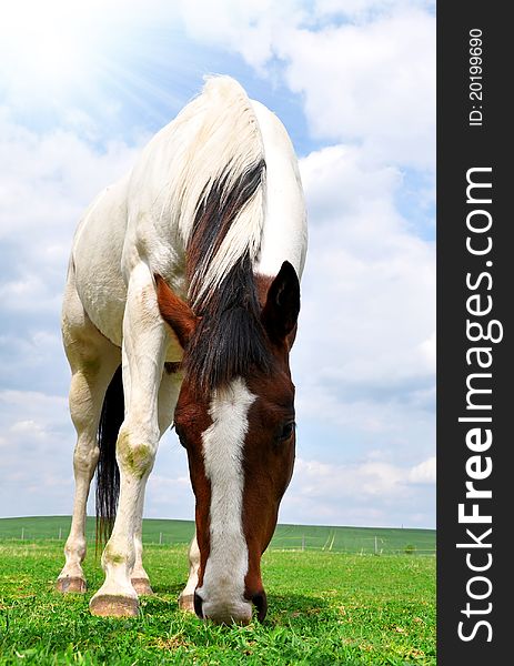 Beautiful horse in the meadow