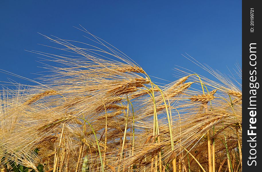 Golden wheat in the blue sky background