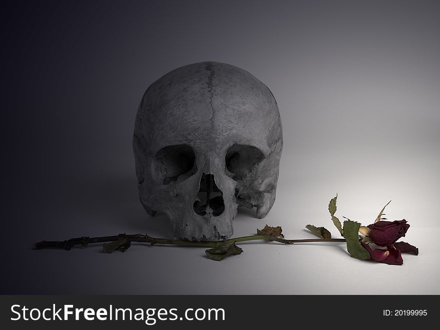 Skull And Withered Rose