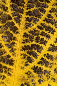 Dry Leaf Stock Photo