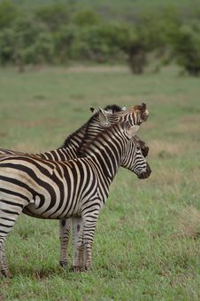 Three Zebras, One Snarling Stock Image Three Zebras, One Snarling Stock Image