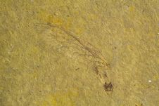 Fossil Of Bug Royalty Free Stock Image Fossil Of Bug Royalty Free Stock Image