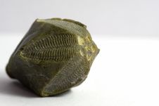 Fossil Invertebrate Royalty Free Stock Photo Fossil Invertebrate Royalty Free Stock Photo