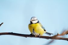 Free Blue Tit Royalty Free Stock Images - 2021029