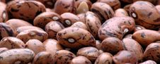 Kidney Bean3 Stock Image Kidney Bean3 Stock Image