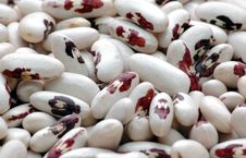 Kidney Bean4 Stock Photo Kidney Bean4 Stock Photo