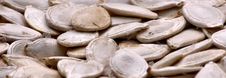 Pumpkin Pips2 Royalty Free Stock Photo Pumpkin Pips2 Royalty Free Stock Photo