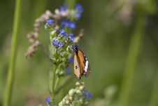 Macro Of Monarch Butterfly Stock Image