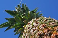 Pineapple Royalty Free Stock Photo Pineapple Royalty Free Stock Photo