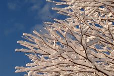Snowy Branches Stock Images Snowy Branches Stock Images