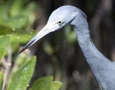 Little Blue Heron Royalty Free Stock Photo Little Blue Heron Royalty Free Stock Photo