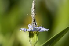 Tiny Butterfly, Head On Macro. Royalty Free Stock Photo