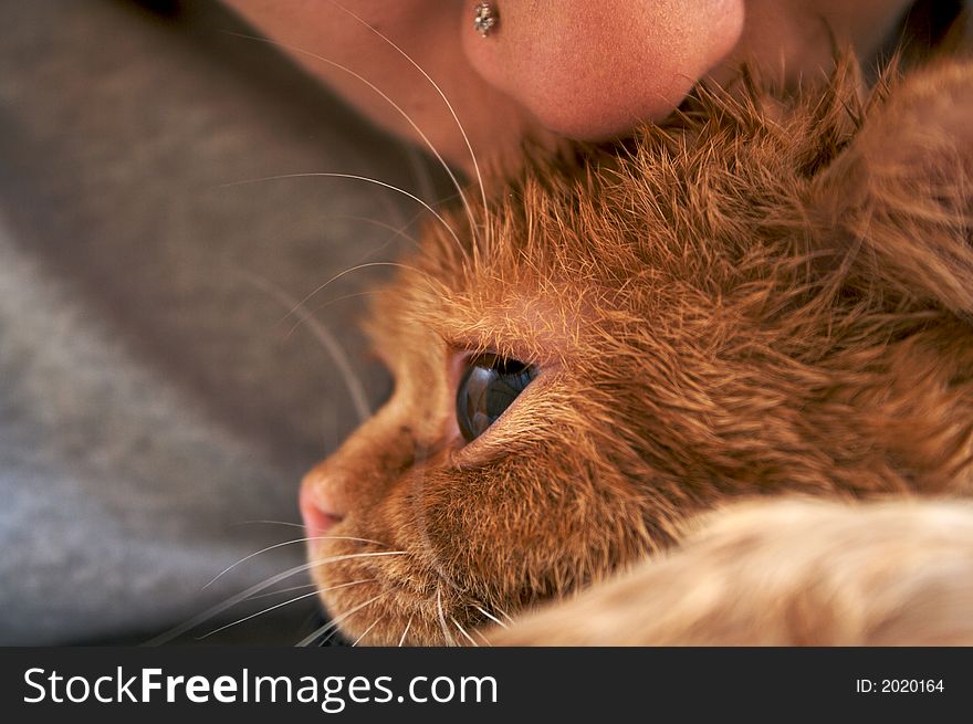 Young orange cat kissing by pierced girl. Young orange cat kissing by pierced girl