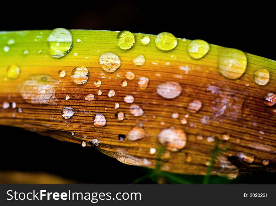 Drops scattered on one leaf in agony. Drops scattered on one leaf in agony