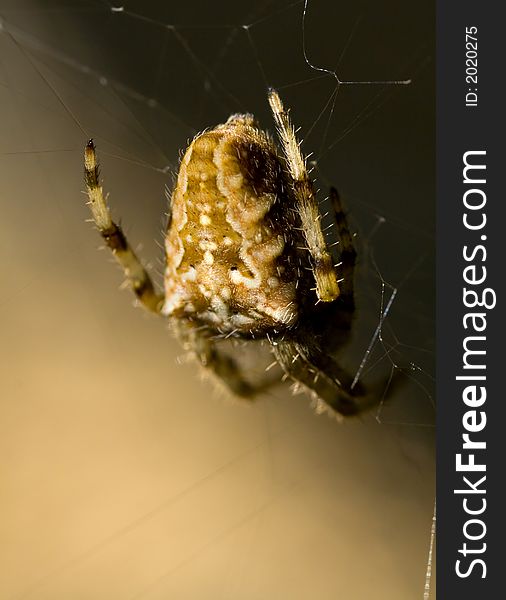 Spider in attended, beautiful ornamentation of the abdomen