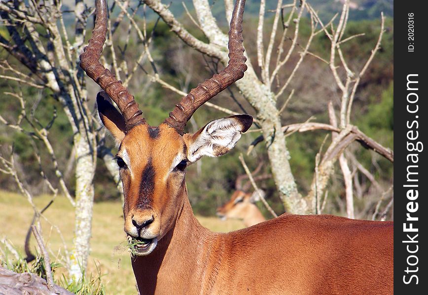 A male impala eating some grass