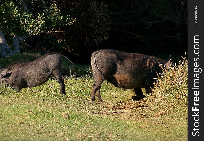 Two young warthogs looking for food. Two young warthogs looking for food
