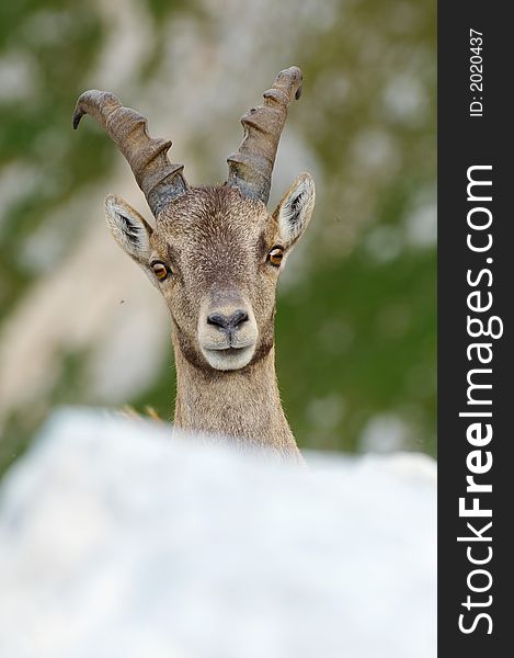 Portrait Of Young Male Ibex