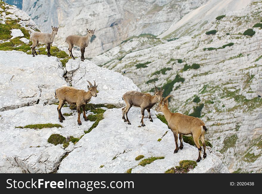 Group of wild ibex in Julian Alps in Slovenia