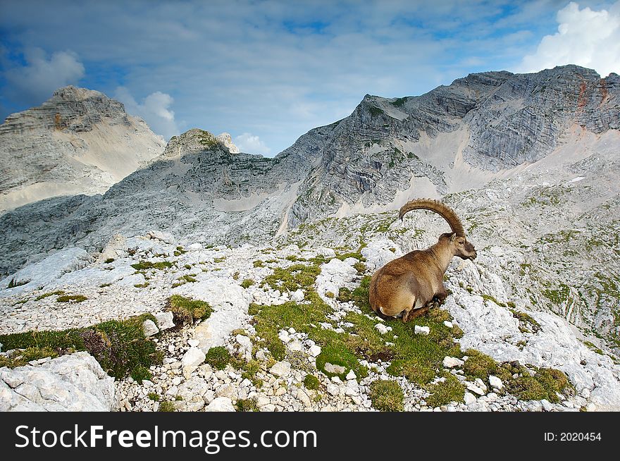 Old male ibex resting in Julian Alps in Slovenia