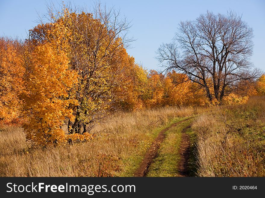 It is dear on a marge of an autumn wood. It is dear on a marge of an autumn wood