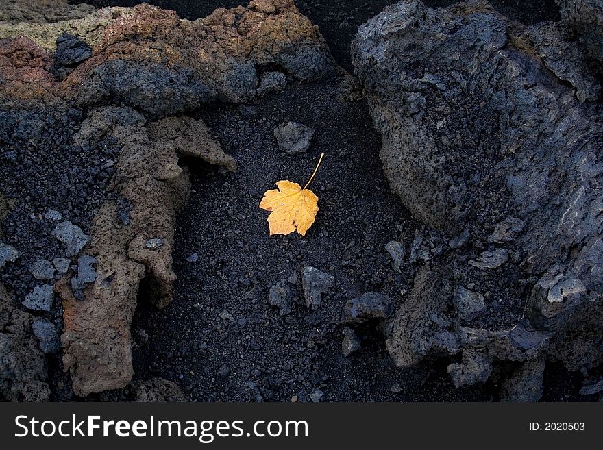 Image of a small leaf between stones