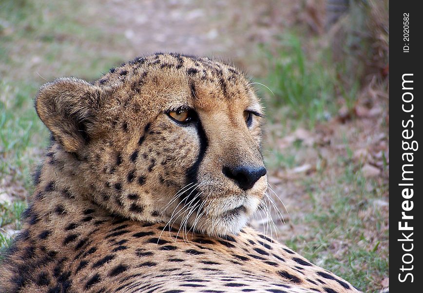 A cheetah just taking a brake from hunting. A cheetah just taking a brake from hunting