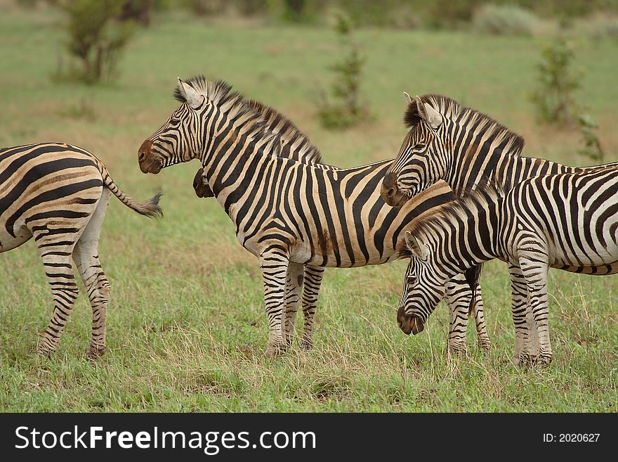 Small group of zebras all looking in the same direction