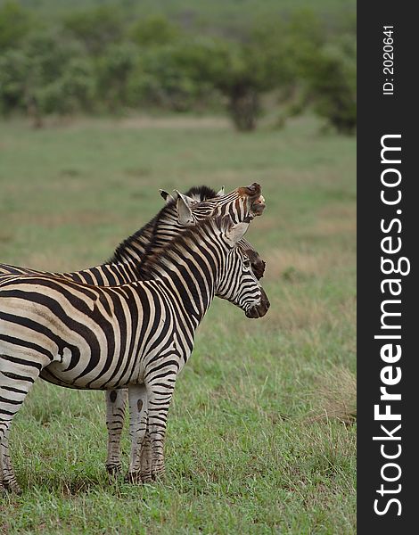 Three Burchell's Zebras, the middle one is showing its teeth, copy space on the top. Three Burchell's Zebras, the middle one is showing its teeth, copy space on the top