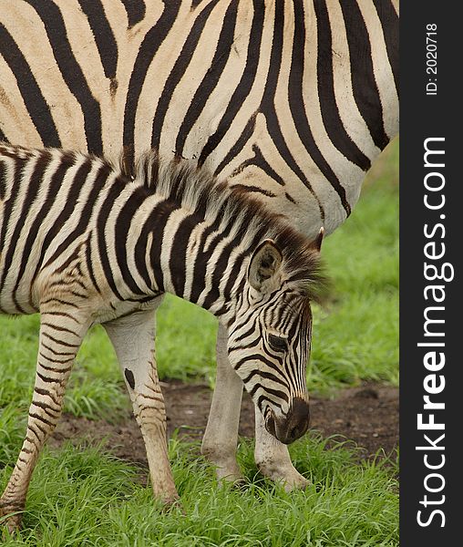 Young zebra foul with mum grazing. Young zebra foul with mum grazing