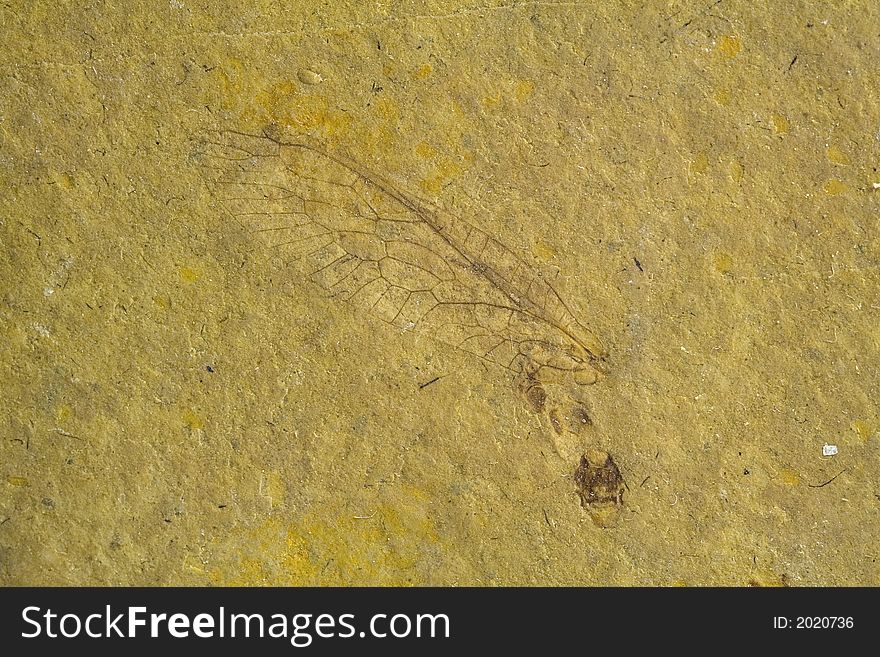 Delicate fossil of bug, visible the wing