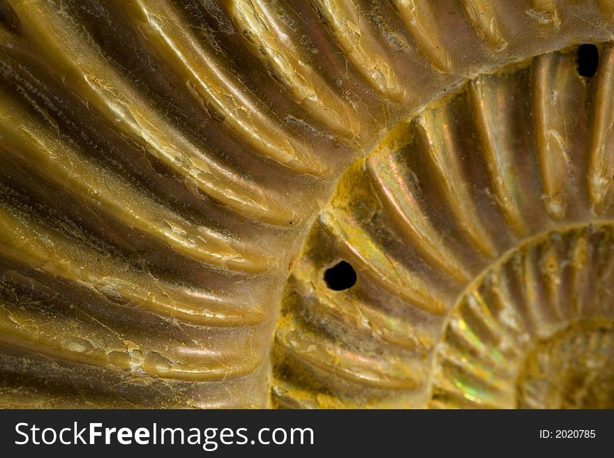 Fossil of ammonites