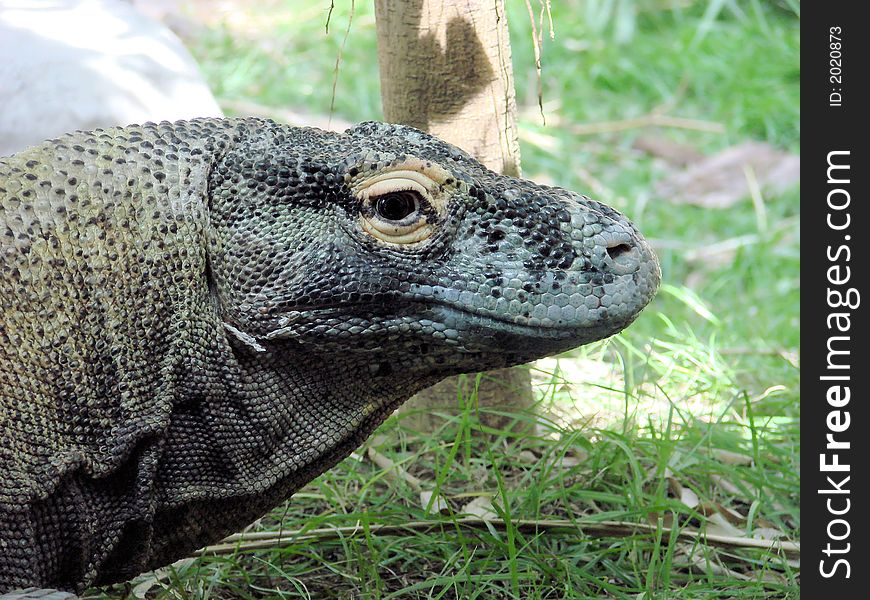 This is the komodo dragon, the largest land lizard n the world
