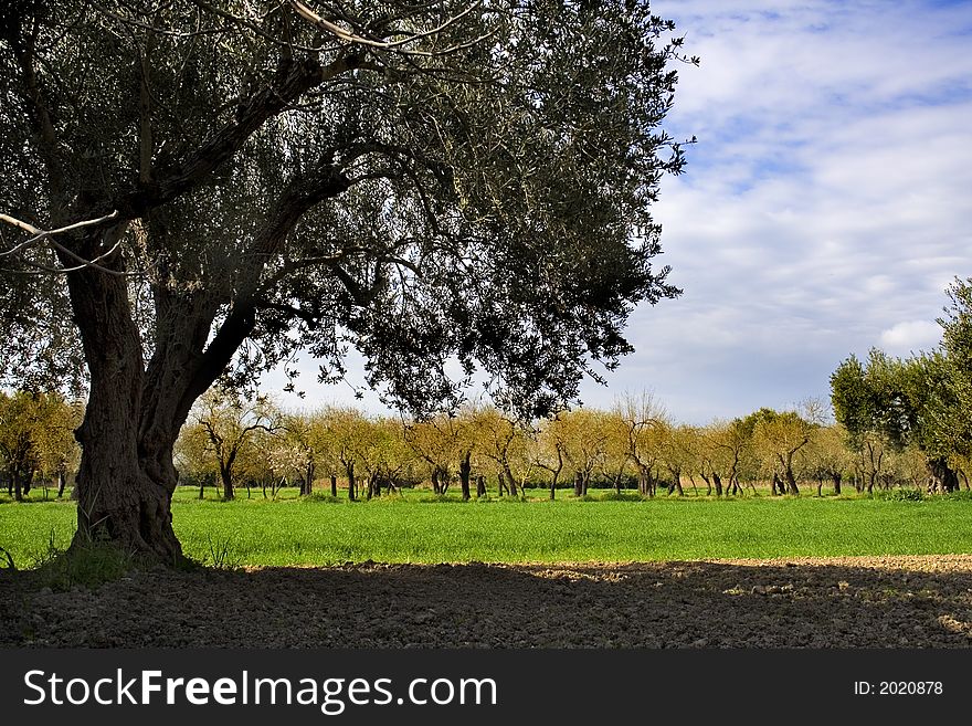 The tree and the spring, sicilian landscape