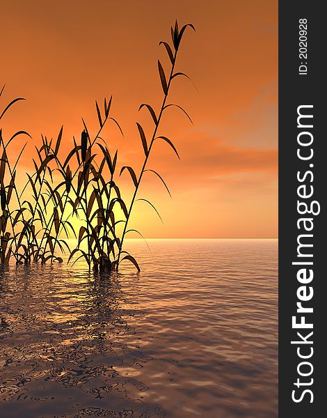 Water plants at sunset - 3D scene. Water plants at sunset - 3D scene.