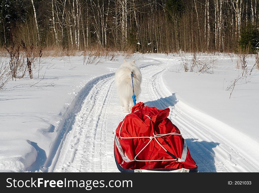Samoed's dog in winter forest transport pulk. Samoed's dog in winter forest transport pulk