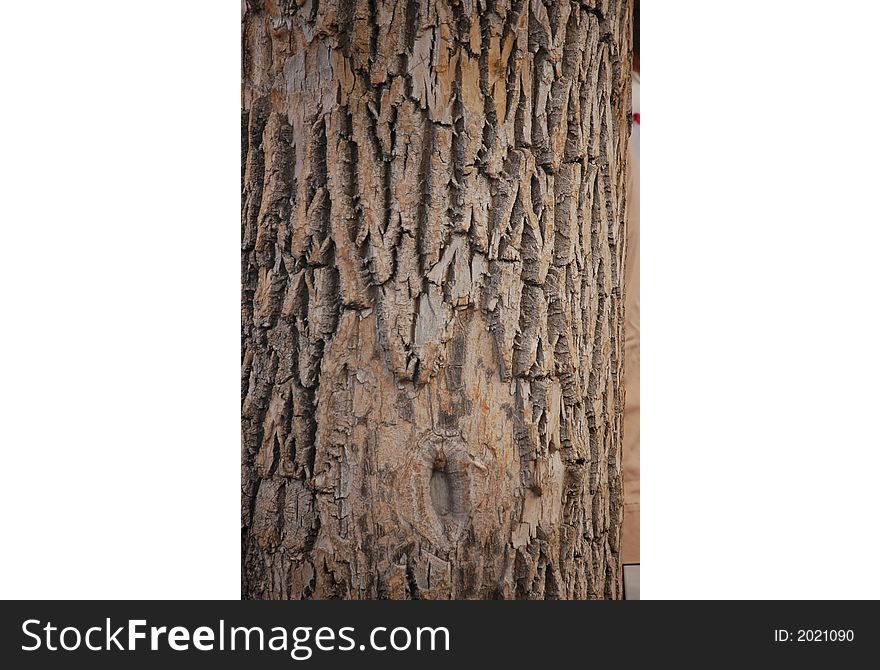 Bark on an Oak Tree