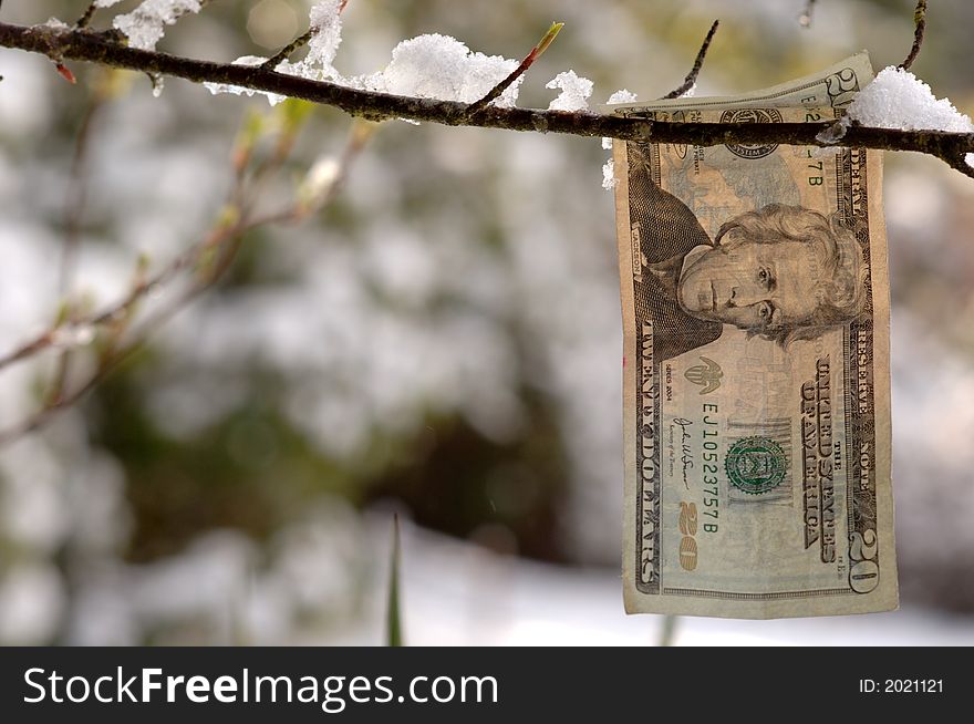 American twenty dollar bill hanging from a snowy branch. American twenty dollar bill hanging from a snowy branch