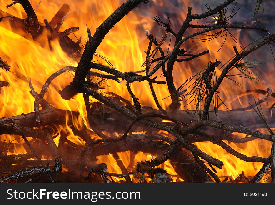Branches In A Fire