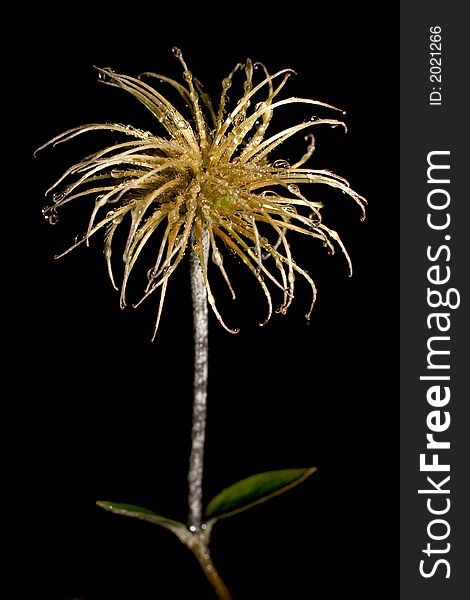 A dry flower with drops of water. A dry flower with drops of water